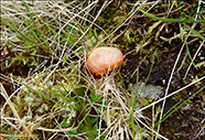 Hygrocybe splendidissima