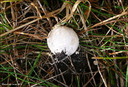 Lycoperdaceae (Agaricales)