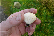 Lycoperdaceae (Agaricales)