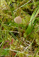 Mycena sp.