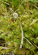 Mycena sp.