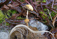 Protostropharia semiglobata