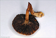 Protostropharia semiglobata