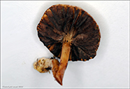 Protostropharia semiglobata