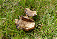 Pseudotricholoma metapodium