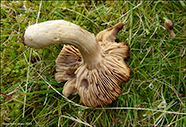 Pseudotricholoma metapodium