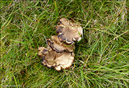 Pseudotricholoma metapodium