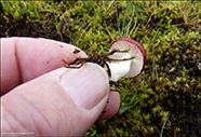 Russula nana