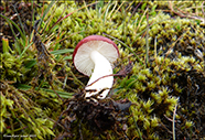 Russula nana