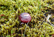 Russula nana