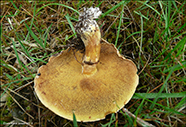 Suilus luteus