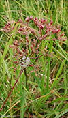 Stór jarðarnøt (Conopodium majus (Gouan) Loret)