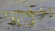 Tjarnartindakollur / Sparganium angustifolium Michaux