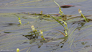 Tjarnartindakollur / Sparganium angustifolium Michaux