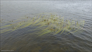 Tjarnartindakollur / Sparganium angustifolium Michaux