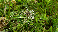 Janskugtubr / Plantaginaceae lanceolata L.