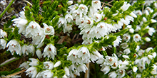 Vanligur heialyngur, hvtur / Calluna vulgaris (L.) Hull 