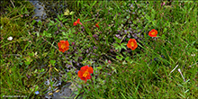 Reyð apublóma (Mimulus) sp.