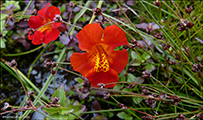 Rey apublma (Mimulus) sp.