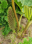 Gunnera tinctoria