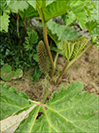 Gunnera tinctoria