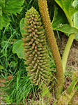 Gunnera tinctoria