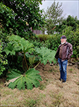 Gunnera tinctoria