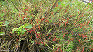 Ribsberjarunnur /  Ribes rubrum