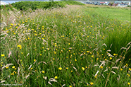 (DK) Almindelig kongepenHypochaerisradicata