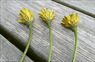 (DK) Almindelig kongepenHypochaerisradicata