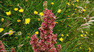 Strrukkut hmilia / Rumex longifolius L.