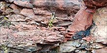 Læknaeirisgras / Cochlearia officinalis