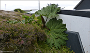 Gunnera tinctoria