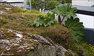 Gunnera tinctoria