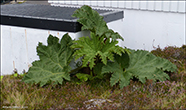 Gunnera tinctoria