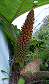 Gunnera tinctoria