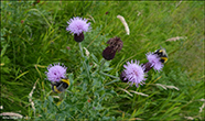 Akurtistil / Cirsium arvense (L.) Scop. 