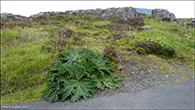 Gunnera tinctoria