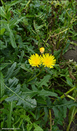 Almindelig svinemælk / Sonchus oleraceus