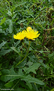 Almindelig svinemælk / Sonchus oleraceus