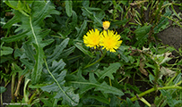 Almindelig svinemælk / Sonchus oleraceus