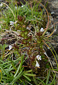 Euphrasia