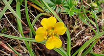 Brkumura / Brkuvsa / Potentilla sp.