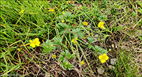 Brkumura / Brkuvsa / Potentilla sp.