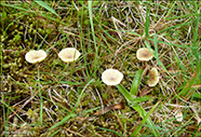 Lichenomphalia umbellifera