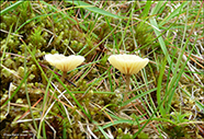 Lichenomphalia umbellifera