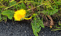 Vrhagaslja / Taraxacum vulgare (L.)