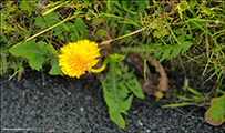 Vrhagaslja / Taraxacum vulgare (L.)