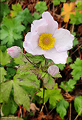 Anemone hupehensis