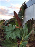 Gunnera tinctoria